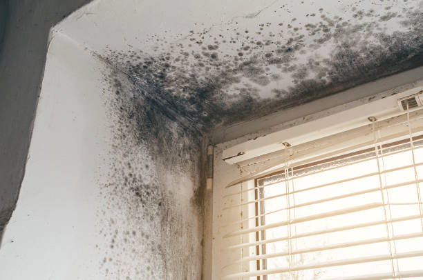 Affordable Mold Cleanup solutions in Accident, MD