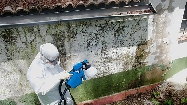 Top rated local Mold Cleanup specialists in Accident, MD